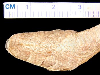 Media type: image; Herpetology R-16700